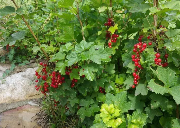 Smart And Cozy Nature House *